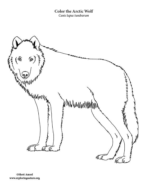 Wolf arctic coloring page