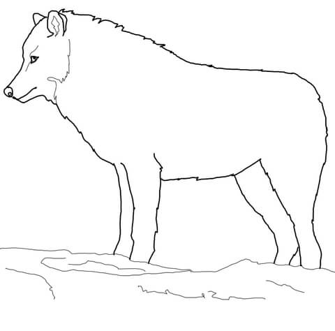 Arctic wolf coloring page free printable coloring pages