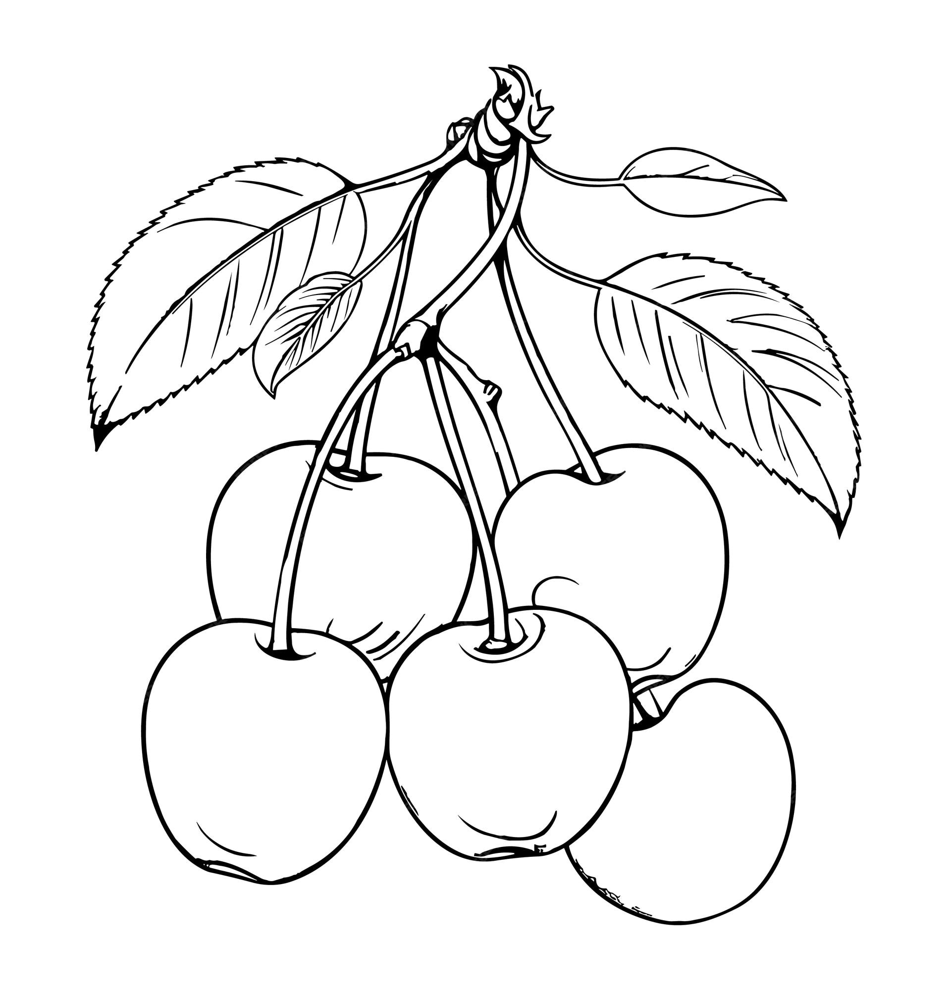 Premium vector cherries coloring page for kids