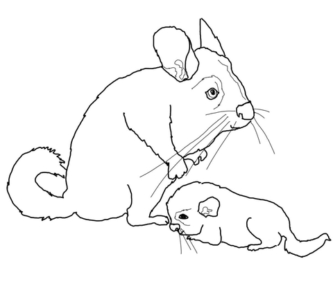 Mother and baby chinchilla coloring page free printable coloring pages