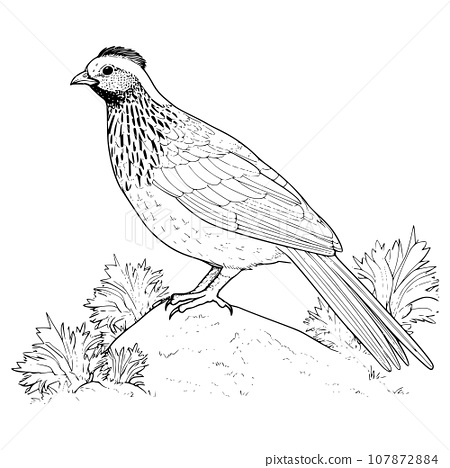 Quail coloring page for kids