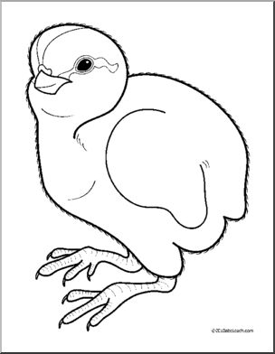 Clip art baby animals quail cheeper coloring page i