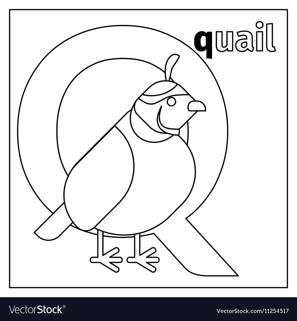 Quail letter q coloring page royalty free vector image