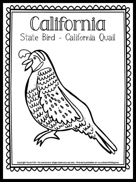 California state bird coloring page california quail free printable â the art kit