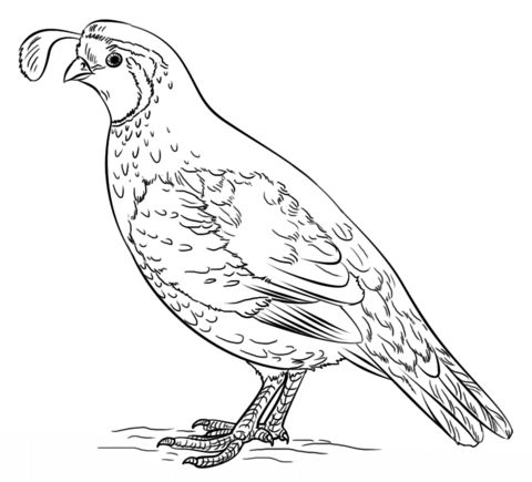 California valley quail coloring page free printable coloring pages bird drawings drawings bird coloring pages