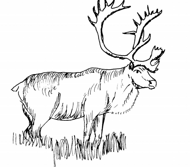 Caribou coloring page