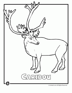 Endangered animals coloring pages animals from north america the rainforest the ocean woo jr kids activities childrens publishing