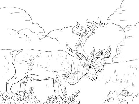 Porcupine caribou or grants caribou coloring page free printable coloring pages deer coloring pages owl coloring pages coloring pages