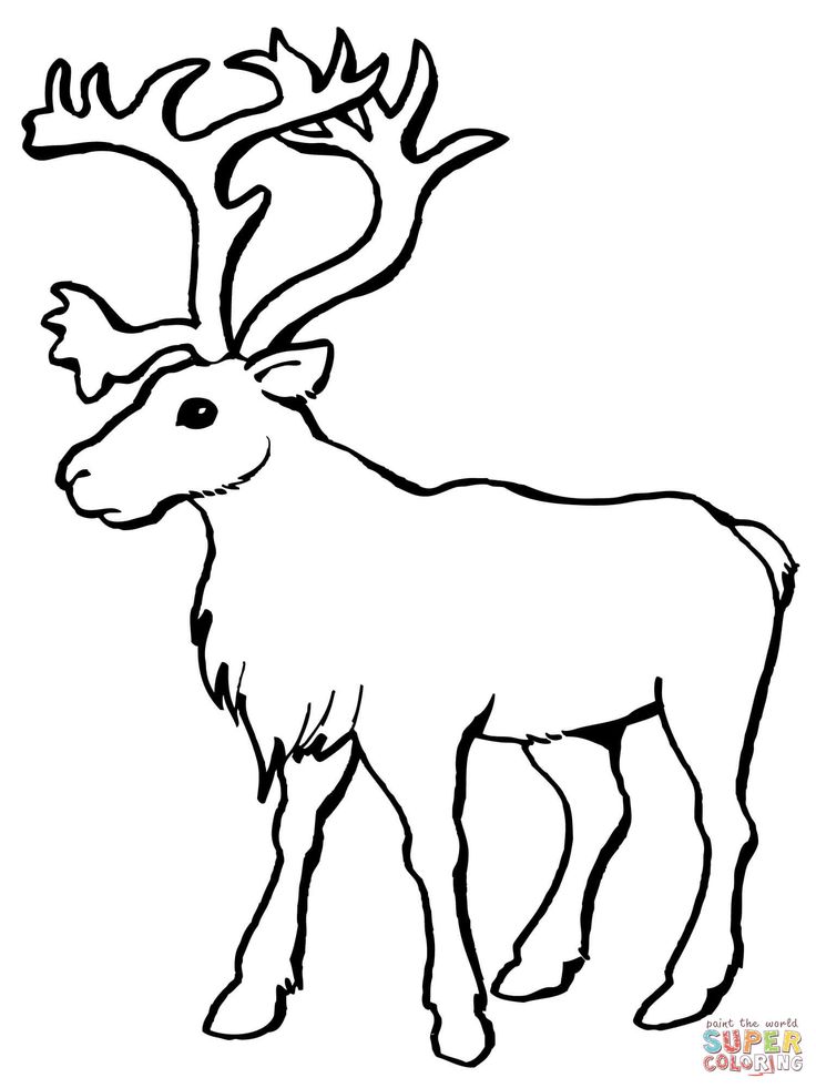 Reindeer caribou coloring page free printable coloring pages deer coloring pages animal coloring pages coloring pages