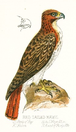 Red tailed hawk drawing