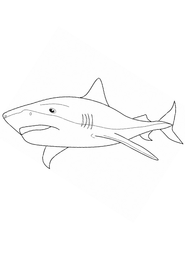 Coloring pages tiger shark coloring pages