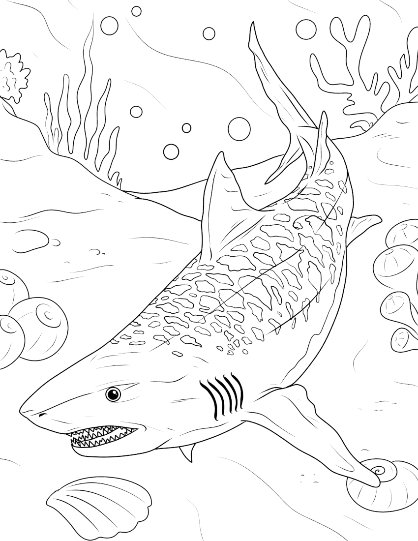 Shark coloring pages