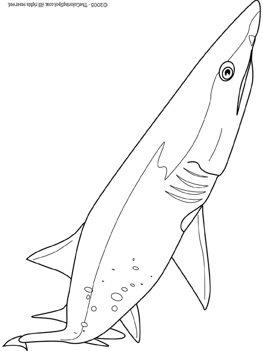 Sand tiger shark coloring page audio stories for kids free coloring pages colouring printables