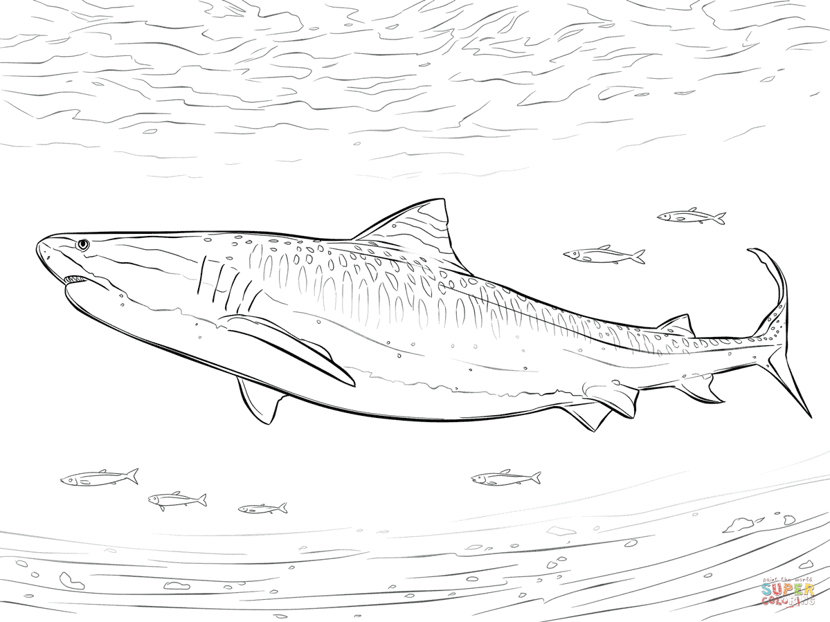 Realistic tiger shark coloring page free printable coloring pages