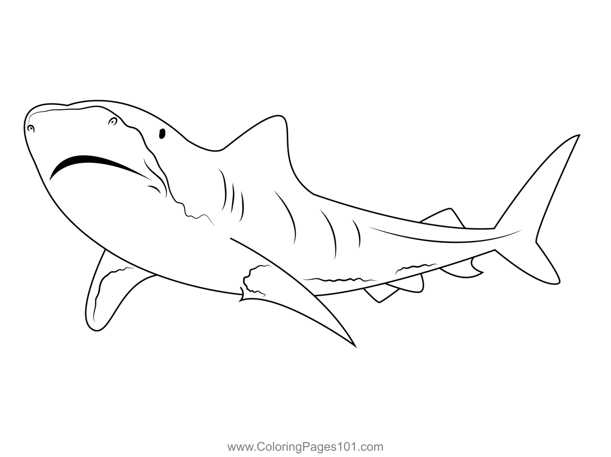 Tiger shark migration coloring page shark coloring pages coloring pages tiger shark