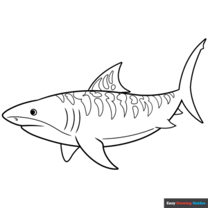 Tiger shark coloring page easy drawing guides