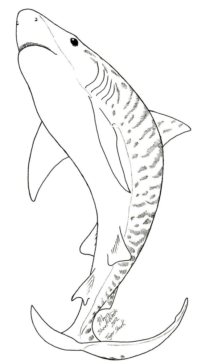 Tiger shark coloring page shark coloring pag shark drawing coloring pag