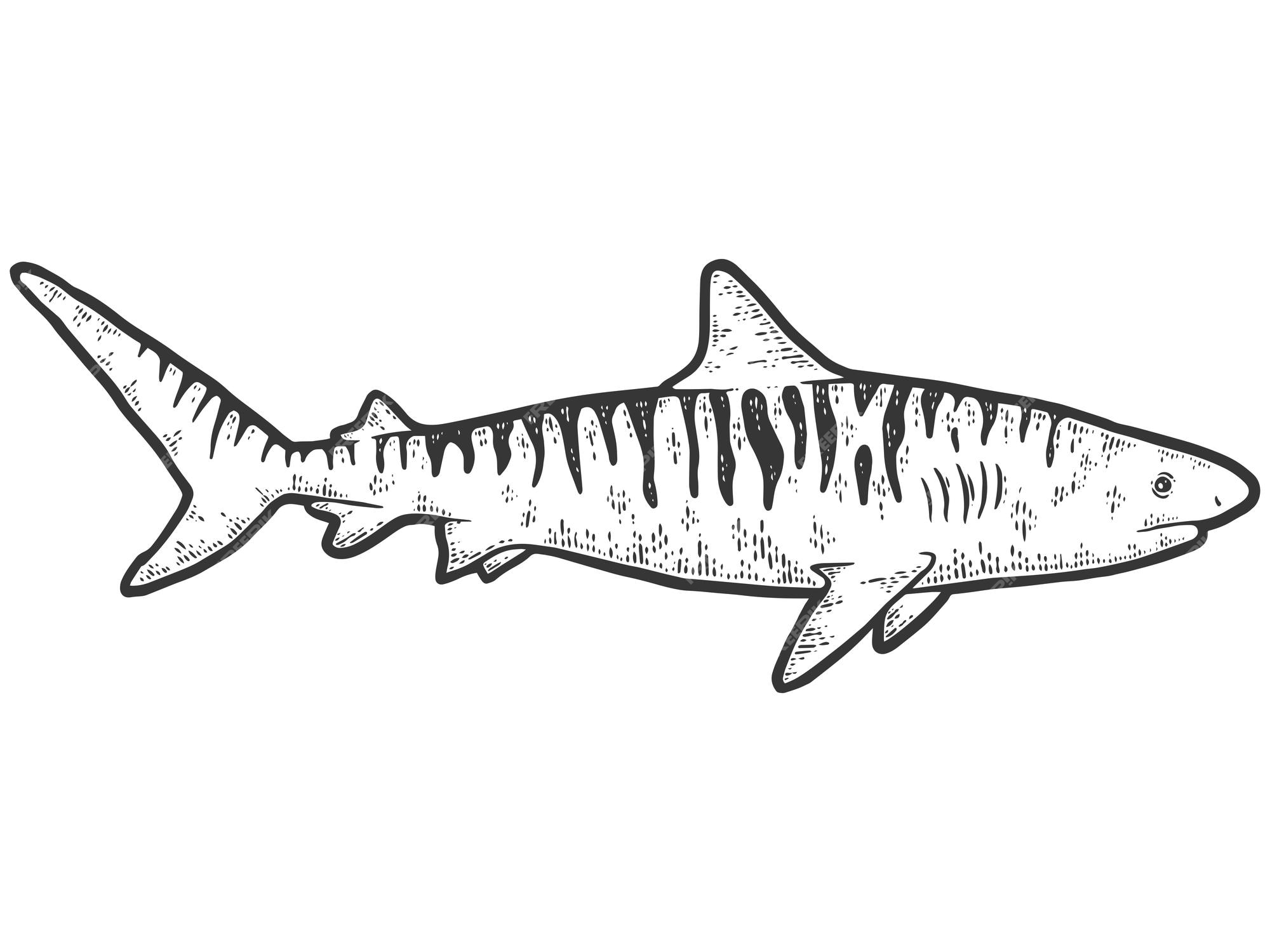 Premium vector tiger shark sketch scratch board imitation coloring