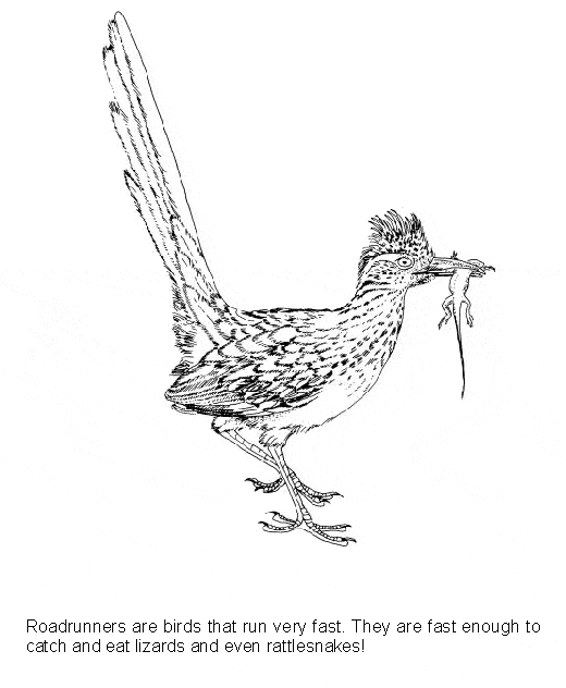 Roadrunner coloring page