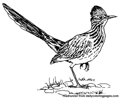 Texas roadrunner bird coloring pages bird coloring pages animal stencil art roadrunner art