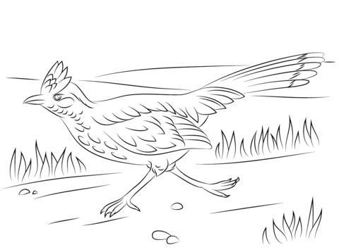 Greater roadrunner on the run coloring page free printable coloring pages