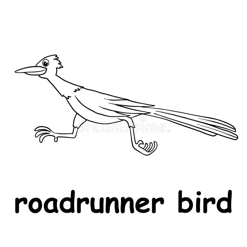 Kids line illustration coloring roadrunner bird animal outline stock vector