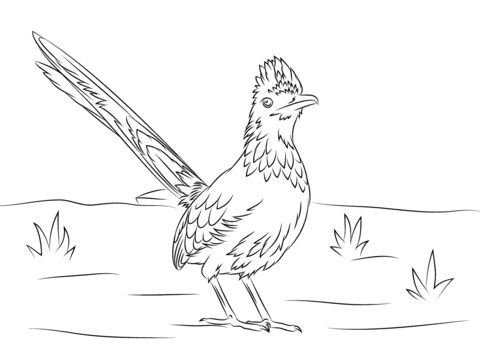 Greater roadrunner bird coloring page from roadrunner category select from printable crafts of cartoonsâ roadrunner art southwest art bird coloring pages