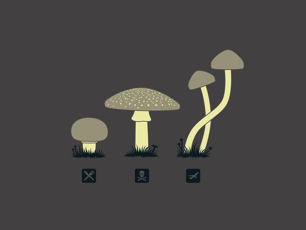 Mushroom food drugs death hd wallpapers desktop and mobile images photos