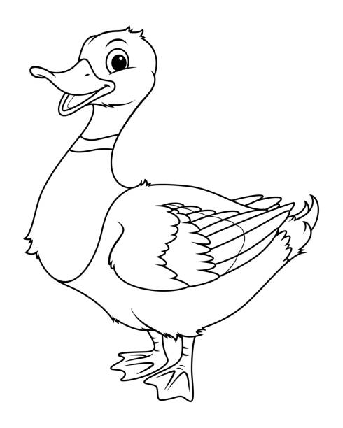 Mallard duck coloring pages stock illustrations royalty