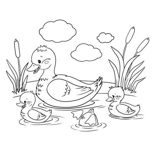 Mallard duck coloring pages stock illustrations royalty