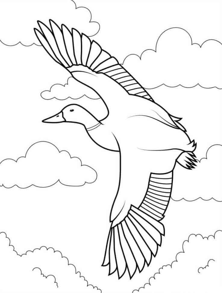 Ducks coloring pages by coloringpageswk on