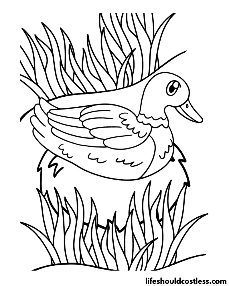 Duck coloring pages free printable pdf templates