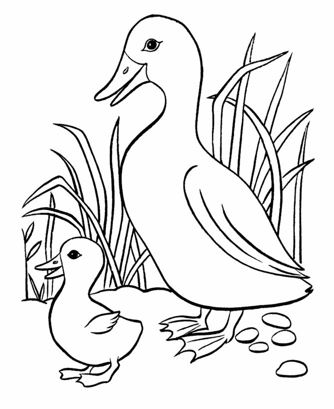Fun and educational duck coloring pages for kids