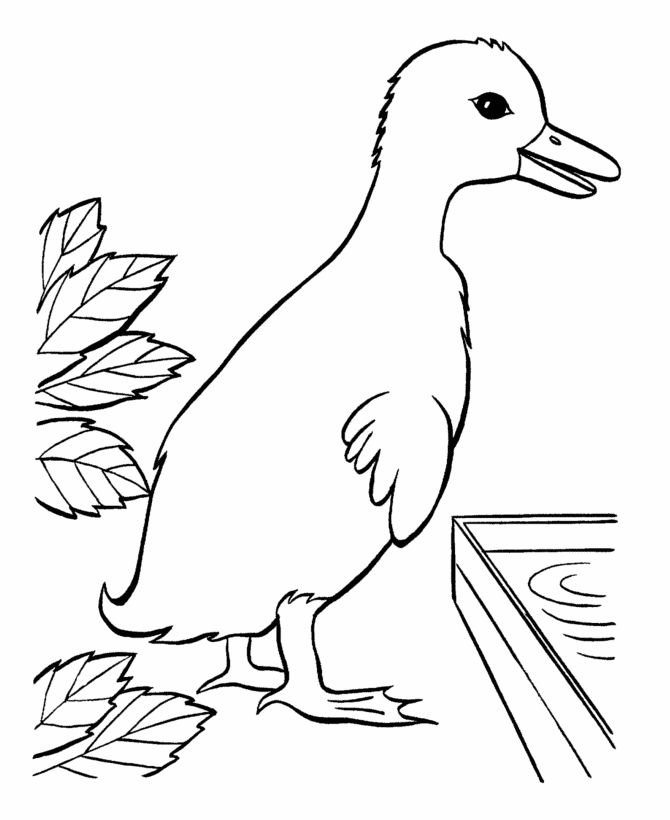 Bluebonkers free printable easter ducks coloring page sheets