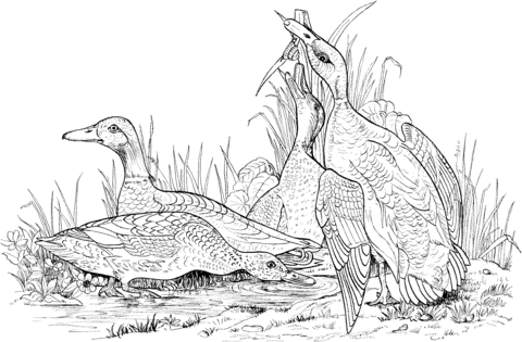 Mallard wild ducks coloring page free printable coloring pages