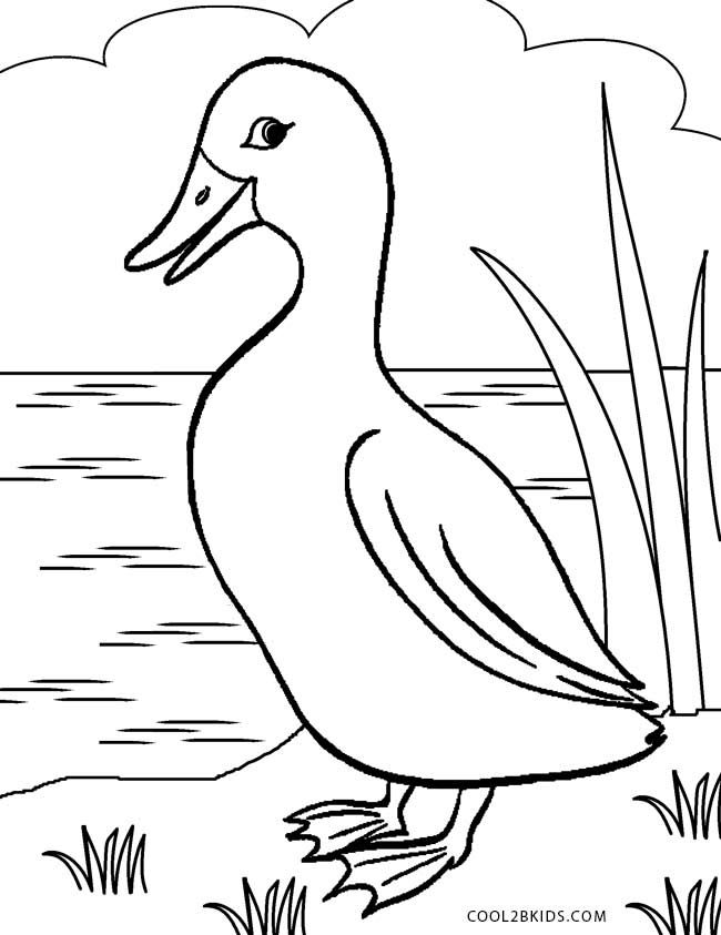 Free printable duck coloring pages for kids coolbkids bird coloring pages coloring pages coloring pages for kids