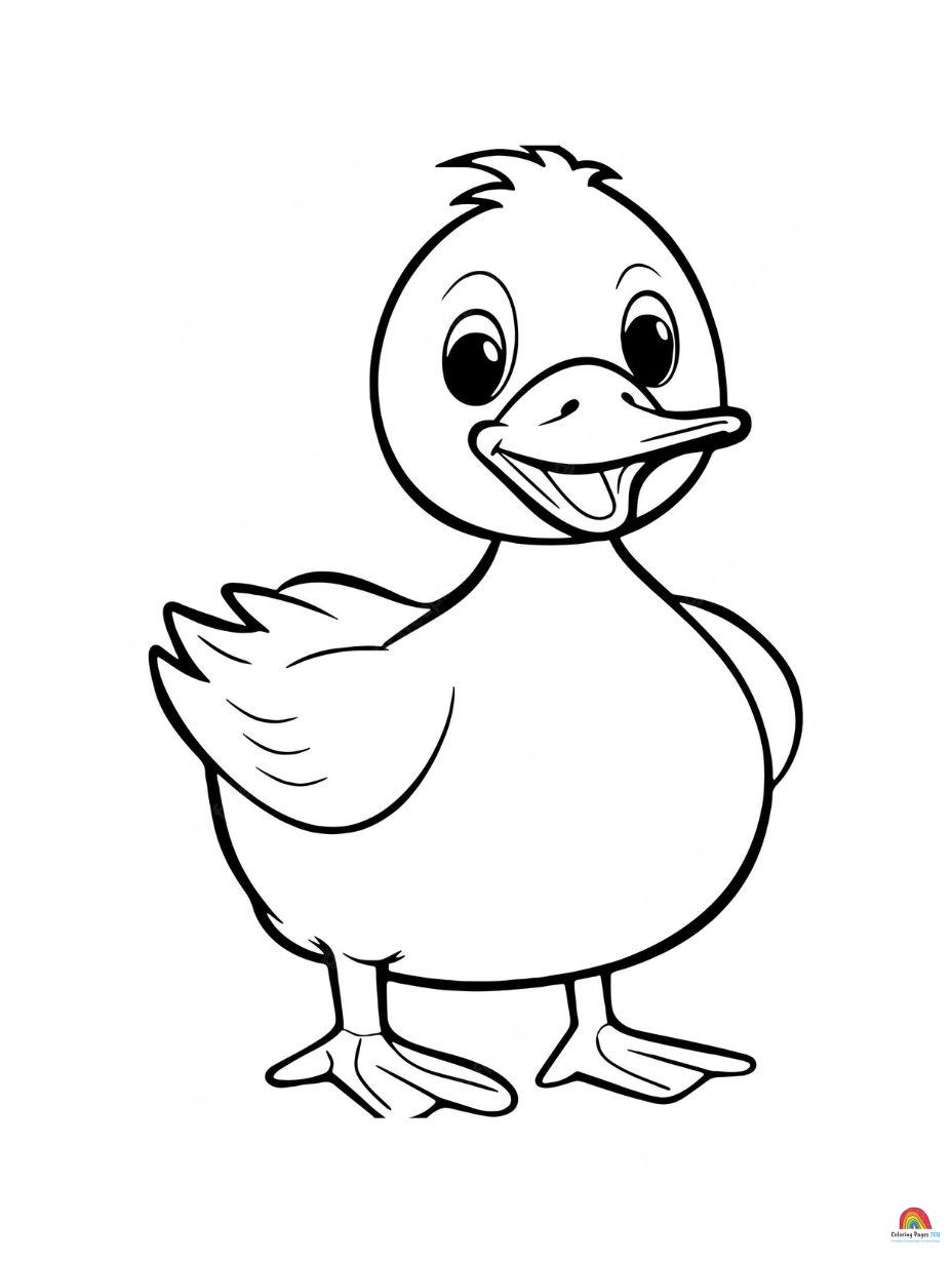 Duck