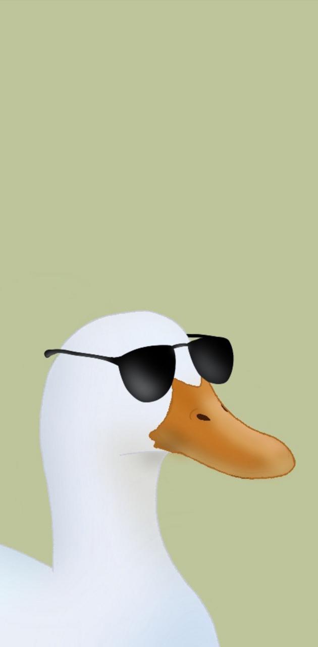 Duck with sunglasses wallpaper by dicolopio