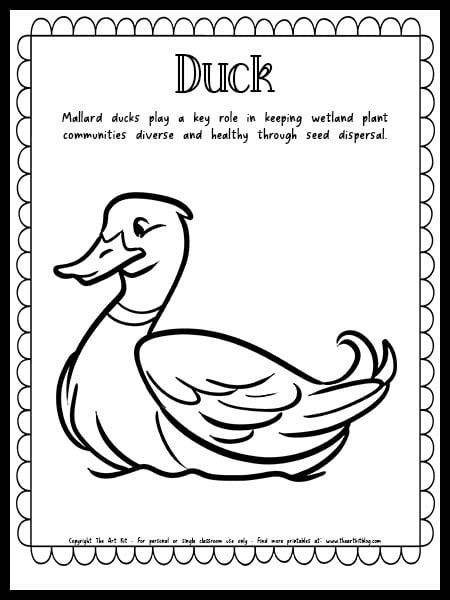 Mallard duck coloring page with fun fact free printable download â the art kit