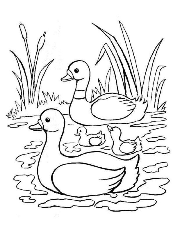 Coloring pages swimming duck coloring pages