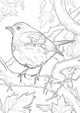 Thrush coloring pages free coloring pages