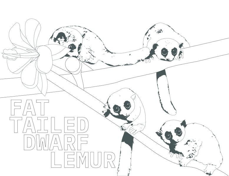 Duke lemur center coloring pages discover durham