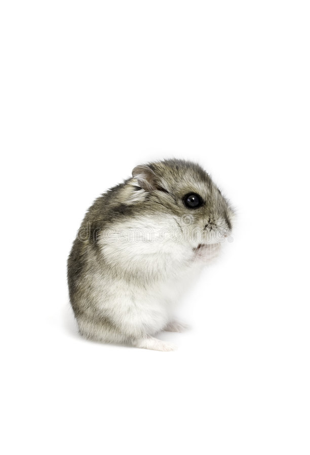Dwarf hamster stock photos