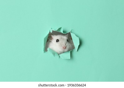 Dwarf hamster images stock photos vectors