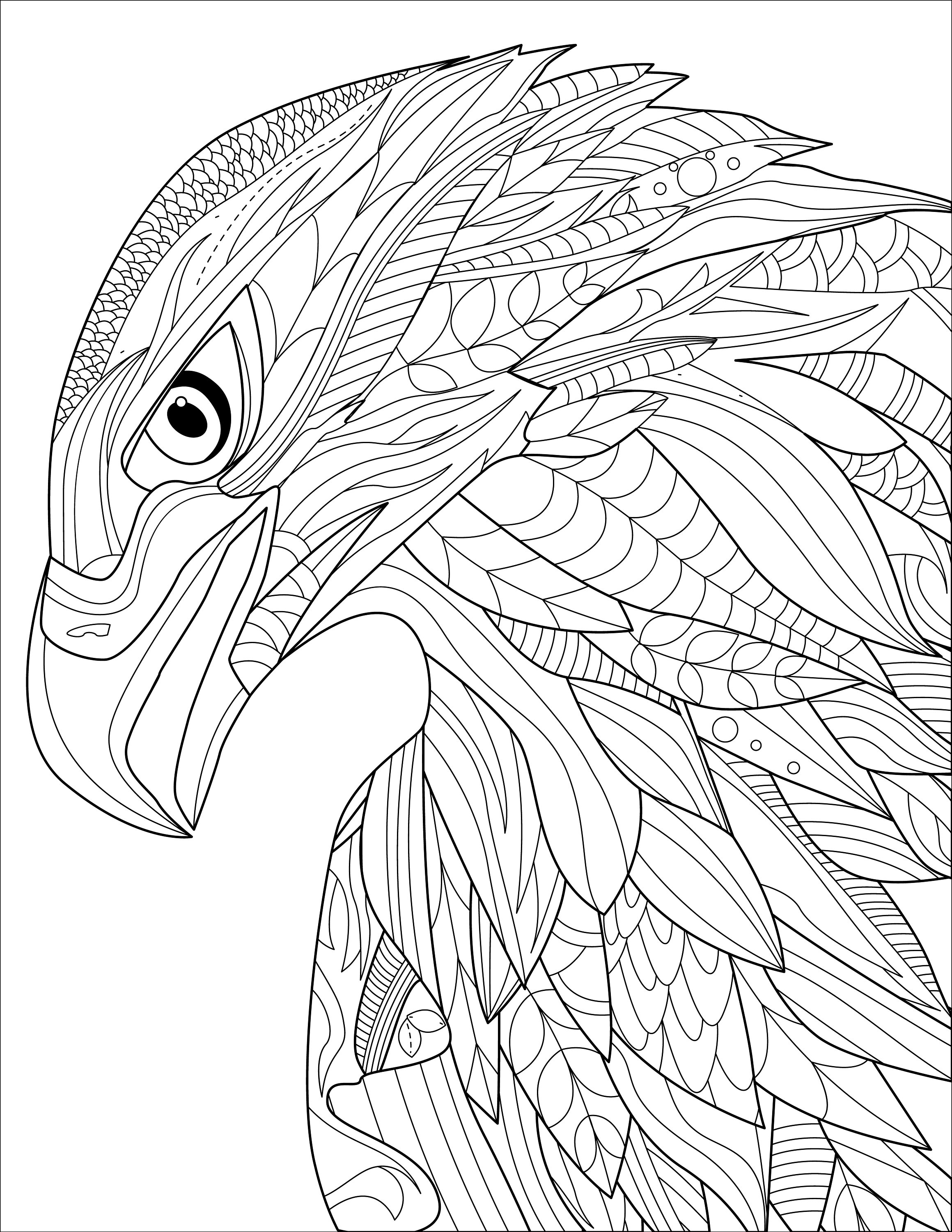 Eagle head digital printable coloring page medium difficulty