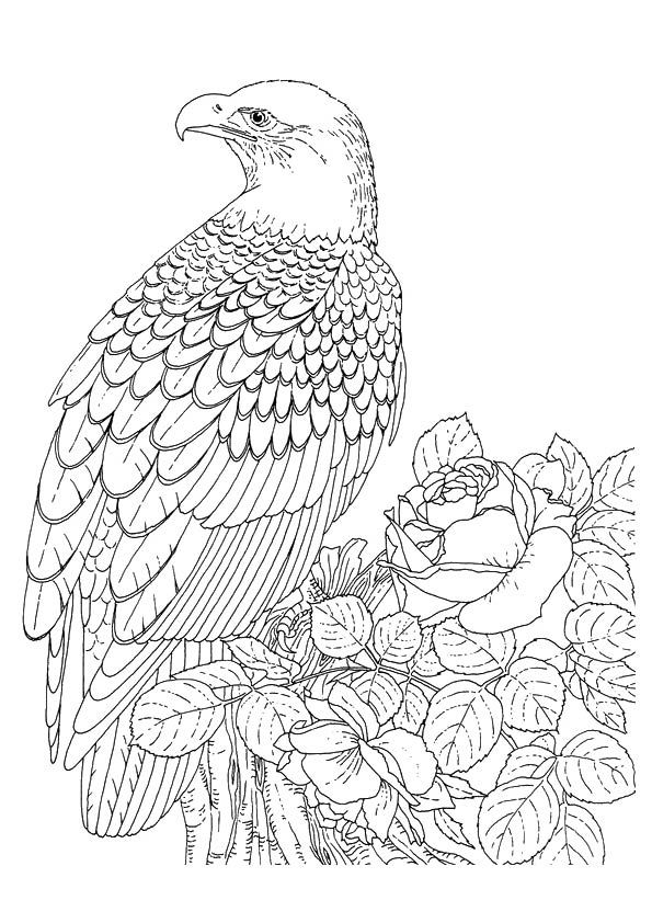 Print coloring image