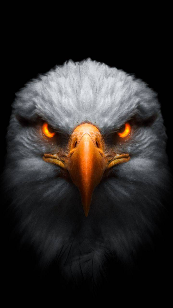 Download Free 100 + eagle iphone 4k Wallpapers