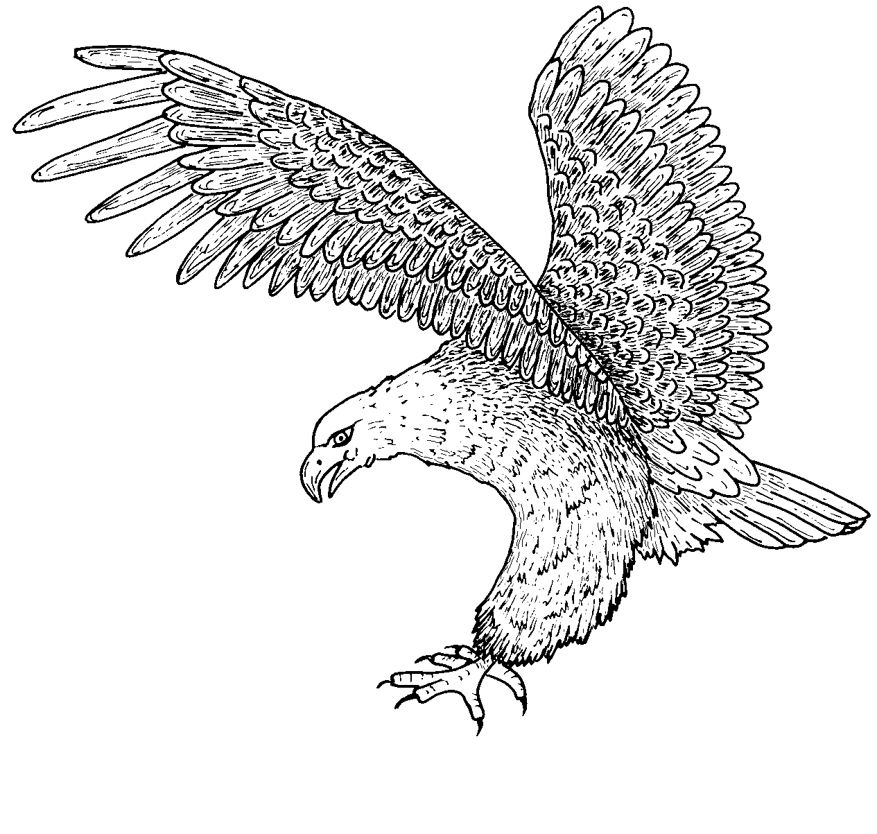 Free printable bald eagle coloring pages for kids