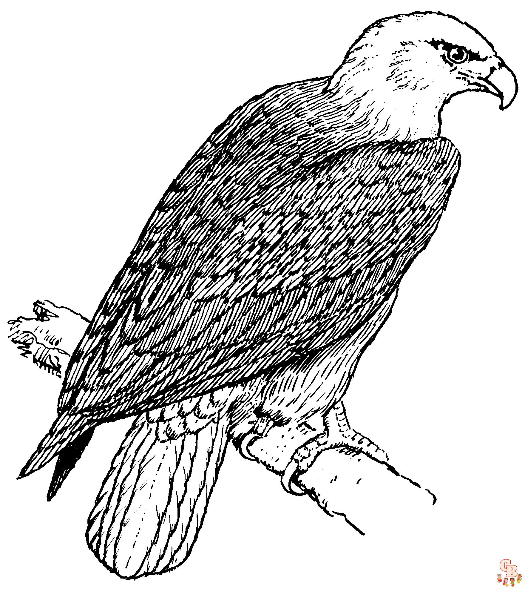 Eagle coloring pages