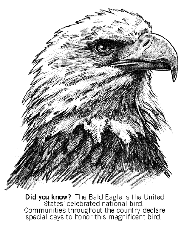 Bald eagle coloring page